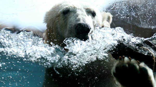 New polar bears at Como Zoo delight crowd