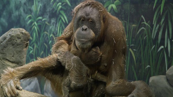 Como Zoo's newborn orangutan makes her debut