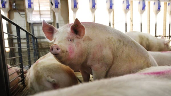Cargill responds to customers and improves hog housing