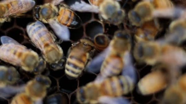 Bees at the brink