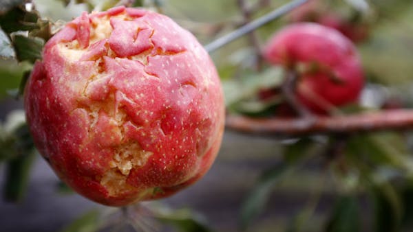 Hailstorm destroys apple orchard