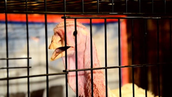 Grand tradition of not pardoning turkey continues