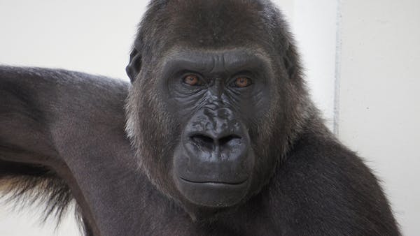 Rare look at Como Zoo gorilla's ultrasound