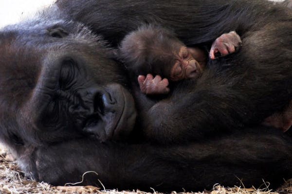 Como Zoo welcomes newborn gorilla