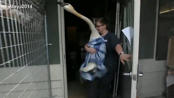 Despite efforts, wounded trumpeter swan could not survive