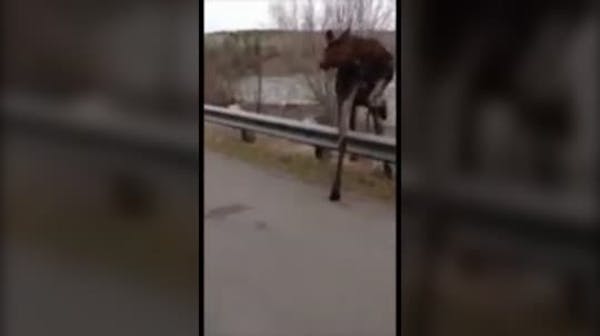 Moose gets a helping hand