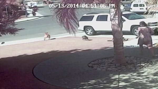 Cat saves boy from dog attack