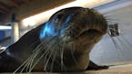 Rare Hawaiian monk seals make home at Minn. Zoo