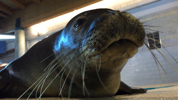 Hawaiian monk seals now call Minnesota Zoo home