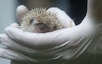 At Como and Minnesota zoos, tiny critters are big draws