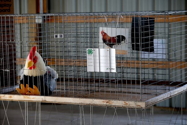 Bird flu scares fairs as stuffed birds replace live ones