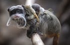 Como Zoo's baby tamarin twins ready to meet visitors