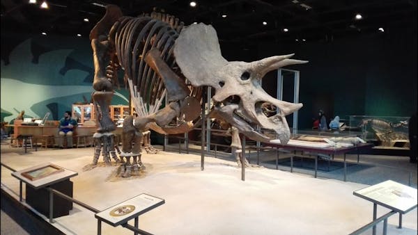 Time lapse video of Triceratops bones being moved