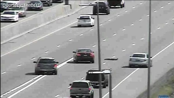 Drivers swerve for ducklings on I-35W, to State Patrol's dismay