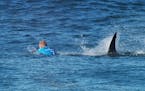 Champion surfer fends off shark during competition on live TV