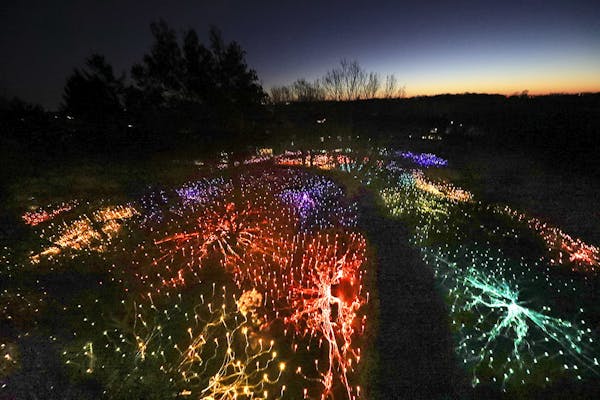 Mesmerizing view of Arboretum winter light show