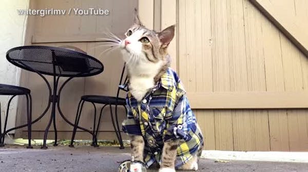 Purrfect videos from 2015 Internet Cat Video Festival
