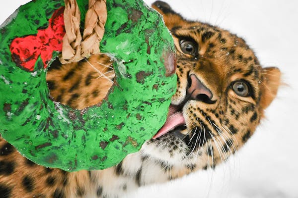Minnesota Zoo leopards enjoy a holiday treat