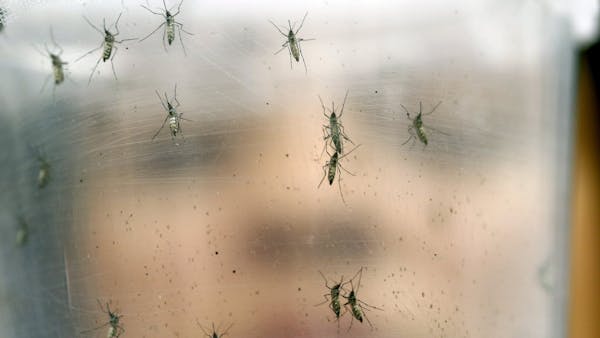 UN health chief: Zika virus is 'spreading explosively'