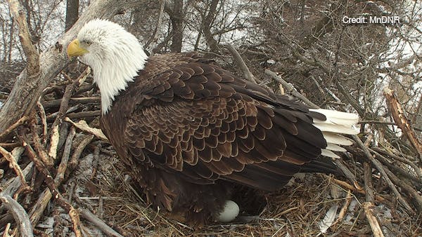 Minnesota DNR eagle cam shows eagle laying egg