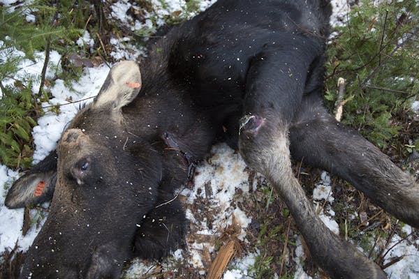What's killing Minnesota's moose?