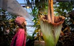 Long past its due date, pungent corpse flower at U finally blooms
