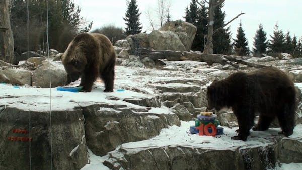 Happy Birthday to three Minnesota Zoo bears