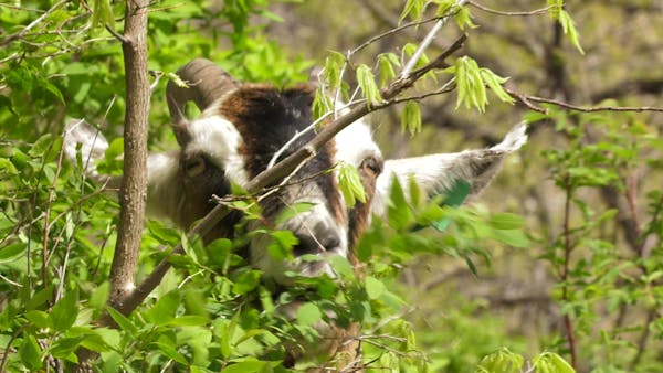 Hungry goats deployed to fight invasive plants in St. Paul