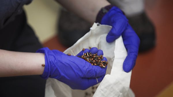 Kids unleash thousands of ladybugs inside Mall of America