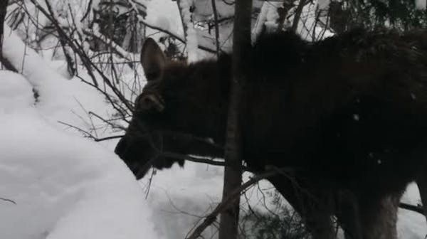 Moose with brainworm in Minnesota