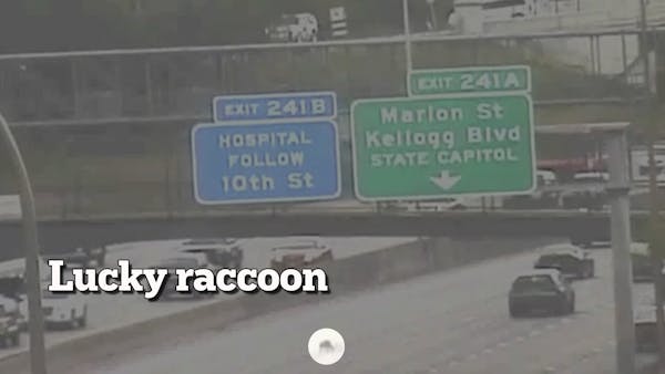 Cameras capture lucky raccoon dodging I-94 traffic