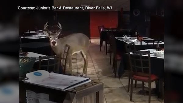 A deer roams inside a Wisconsin bar