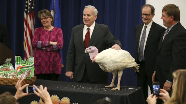 Gov. Dayton pets turkey but doesn't pardon it