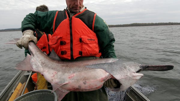 Paddlefish fitted with research transmitters on Mississippi River
