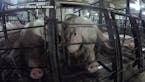 No charges will be filed against hog farm workers after video surfaces
