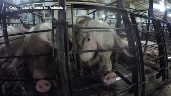 Video appears to show abuse of pigs at Christensen Farms; 7 workers suspended