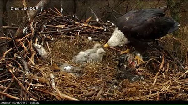 Feeding time for Minnesota eaglets
