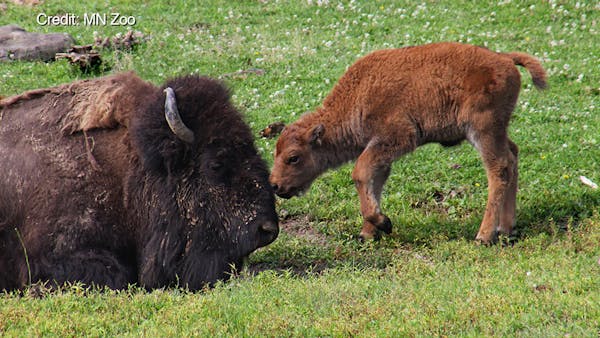Minnesota Zoo experiences baby bison boom