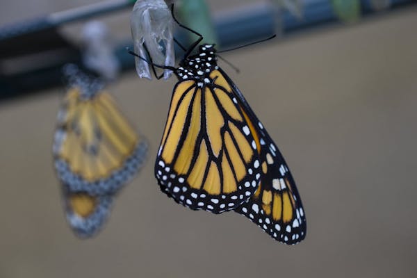 Watch two-minute time lapse of butterfly emerging
