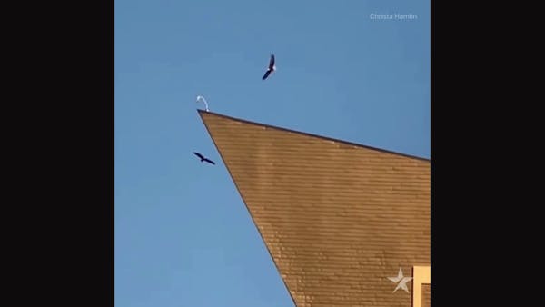 2 eagles spotted at U.S. Bank Stadium