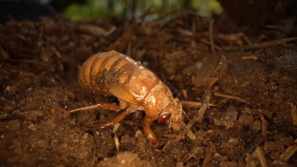 Cicada-geddon not seen in decades emerges this month