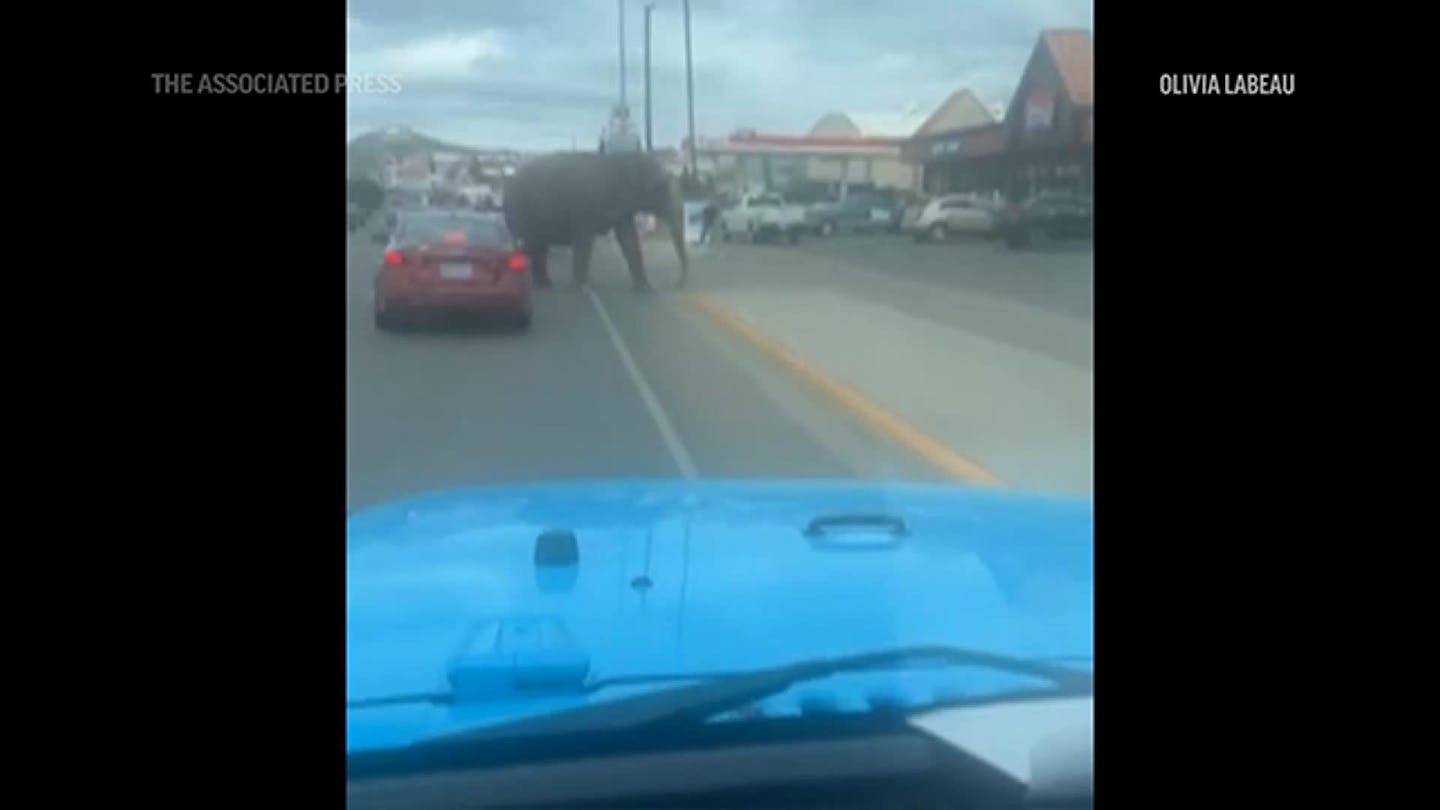 Escaped circus elephant stops traffic in Montana