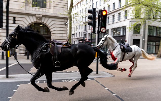 Riderless horses seen galloping through central London