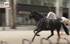 Riderless horses seen galloping through central London