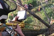 These musicians climb trees to perform music