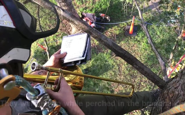 These musicians climb trees to perform music