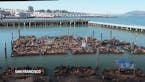 Record number of sea lions on San Francisco's Pier 39