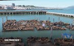 Record number of sea lions on San Francisco's Pier 39