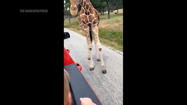Giraffe at wildlife park picks up toddler from inside truck
