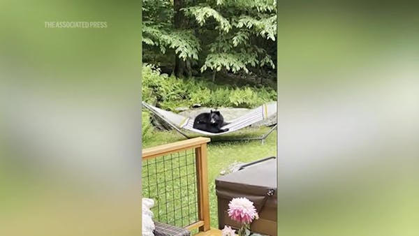 Vermont homeowner finds young bears relaxing in yard